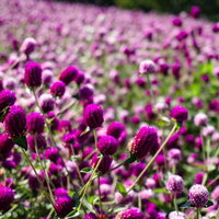 満開の千日紅の花畑に蜜を求めてやってきたイチモンジセセリの写真