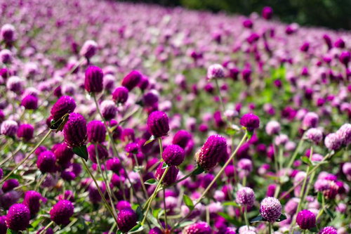 満開の千日紅の花畑に蜜を求めてやってきたイチモンジセセリ