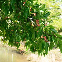 不思議な形の実をつけるこぶしの木の写真