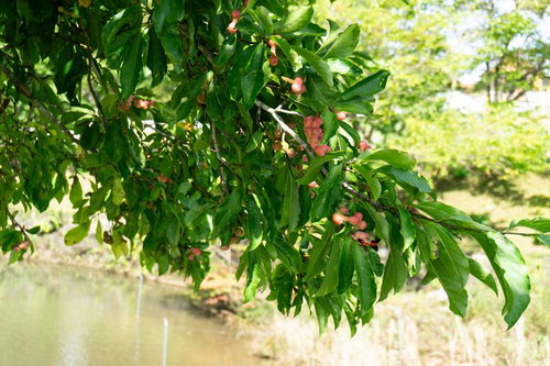 不思議な形の実をつけるこぶしの木
