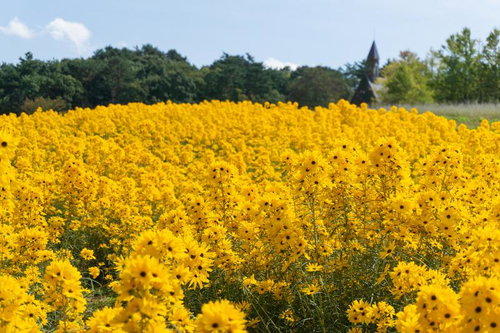 鮮やかな黄色が目を引くゴールデンピラミッドの花畑