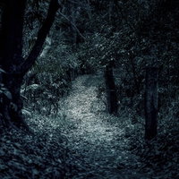 山奥の暗い樹林に続く不気味な獣道|夜間の薄暗い林道の写真