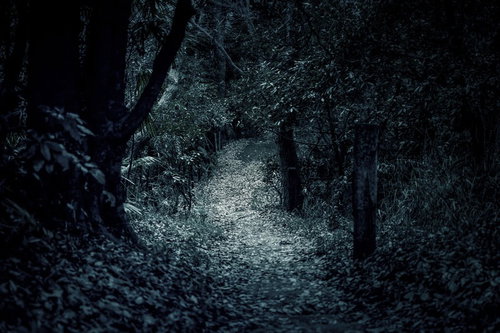 山奥の暗い樹林に続く不気味な獣道|夜間の薄暗い林道