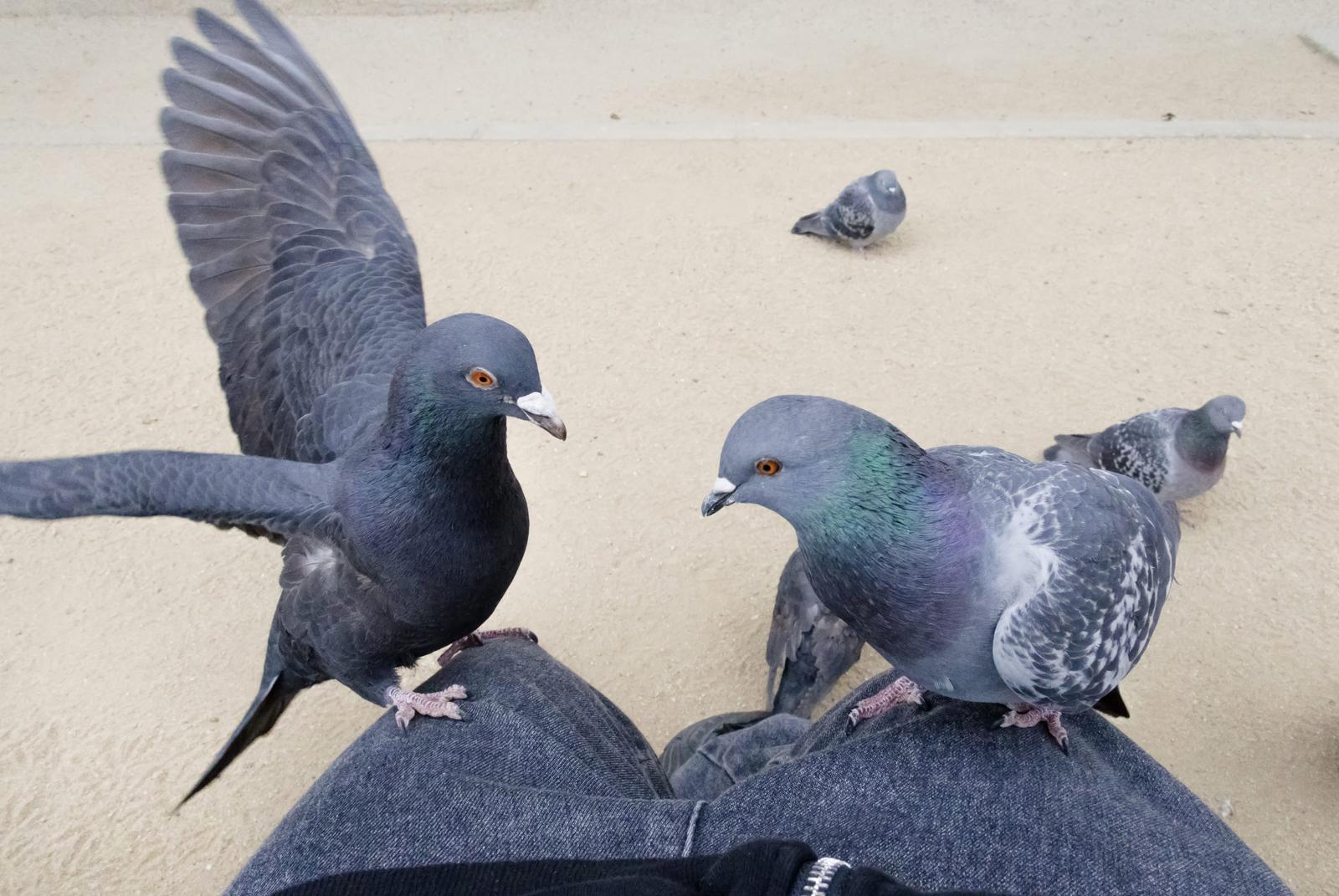 Pigeons quarreling with spread wings and another pigeon curling up on a paved surface