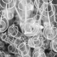 海中のホヤの仲間をモノクロで撮影した海洋生物の写真