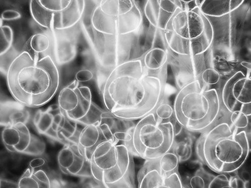 海中のホヤの仲間をモノクロで撮影した海洋生物