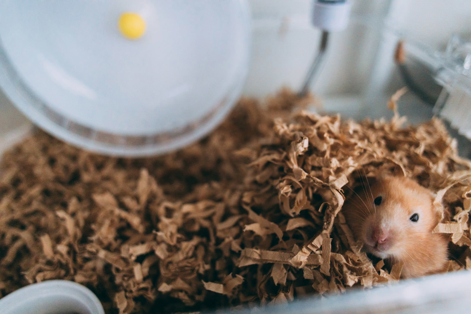 Hamster peeking out from wood shavings