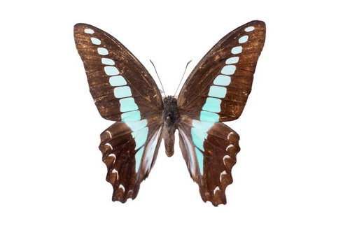 アオスジアゲハの標本