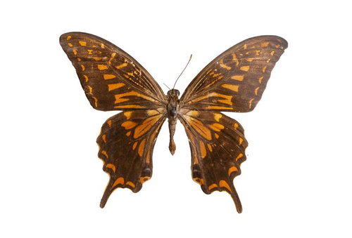 アゲハチョウの生態標本