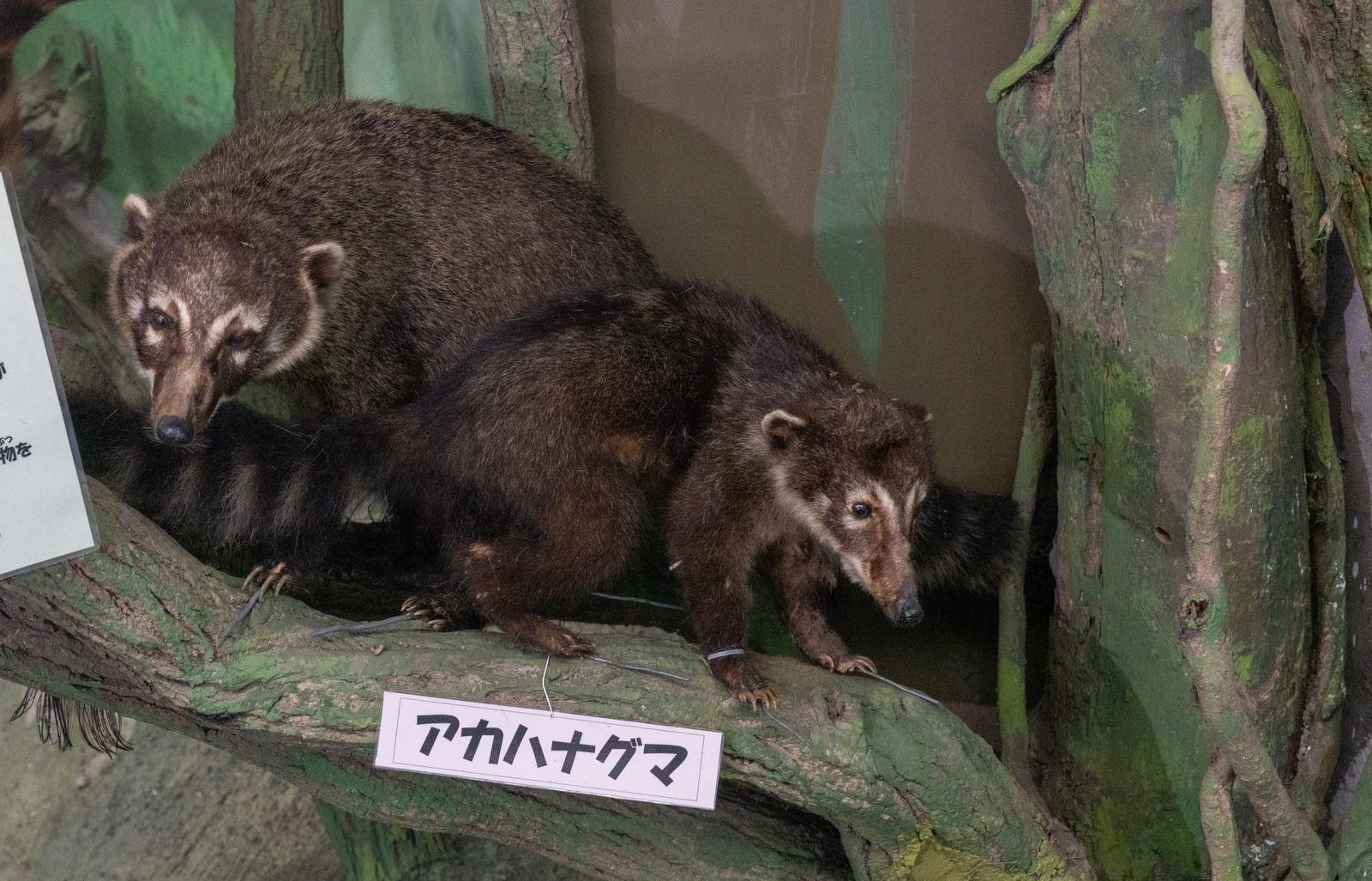 親子のアカハナグマの剥製が苔むした木の上に展示されている