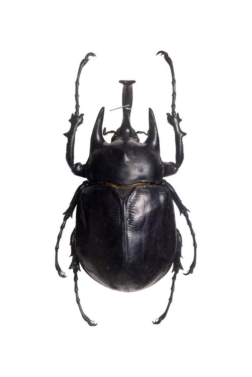 アクテオンゾウカブト（コロンビア）オスの標本