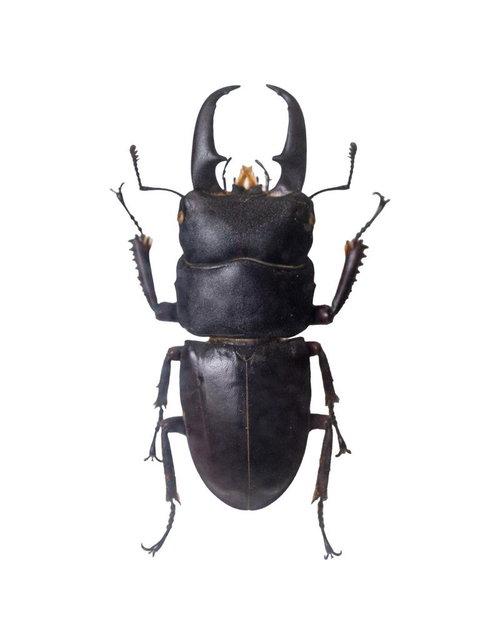 アマミヒラタクワガタの標本