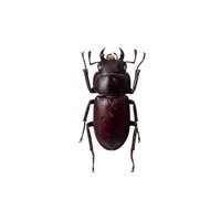 深褐色のアマミコクワガタの標本の写真
