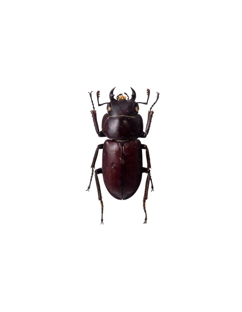 深褐色のアマミコクワガタの標本を正面から撮影した写真。金褐色の頭部と黒い体、発達した角が特徴