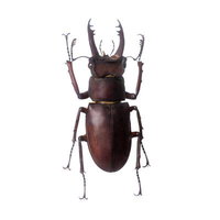 顎を広げた姿勢のアマミミヤマクワガタの標本の写真
