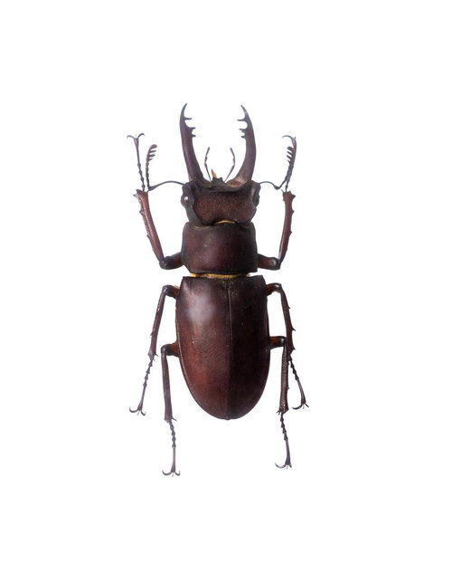 顎を広げた姿勢のアマミミヤマクワガタの標本