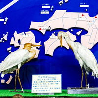 2羽のアマサギが並ぶ剥製の写真