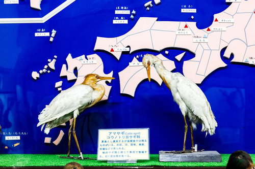 2羽のアマサギが並ぶ剥製