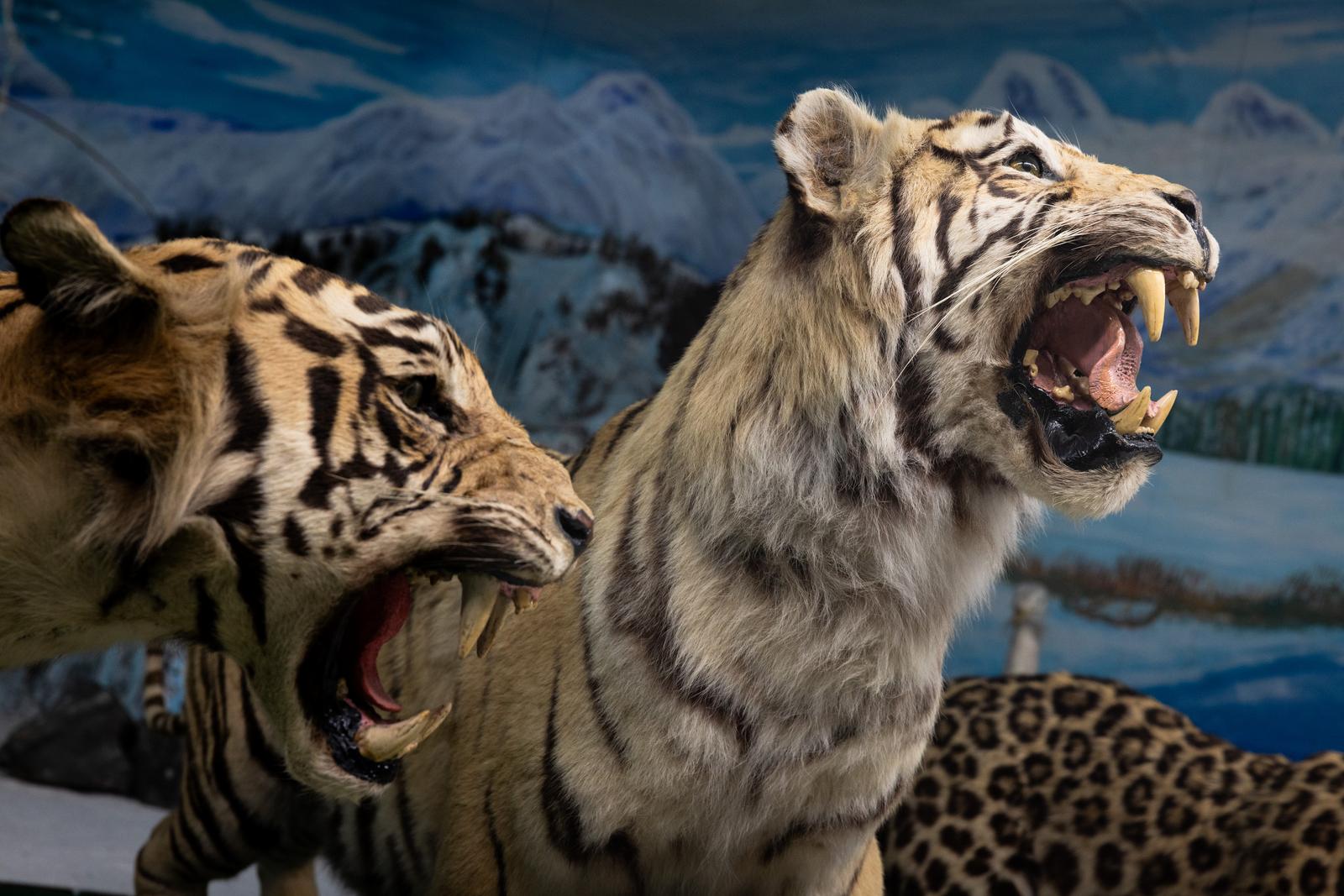 口を開いて牙を剥くアムールトラと横向きのヒョウの剥製、山の背景