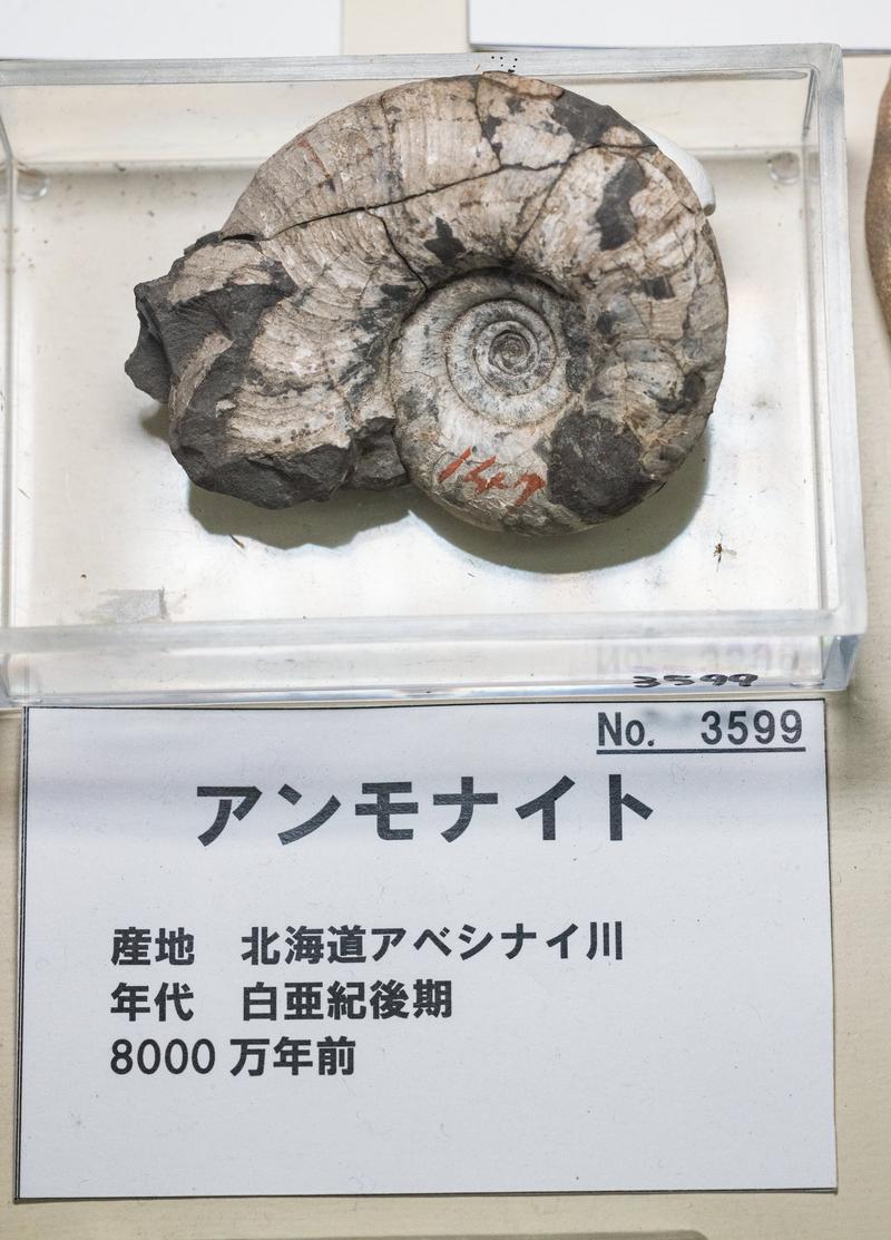 白亜紀のアンモナイト化石。渦巻き状の貝殻が灰白色に風化している標本