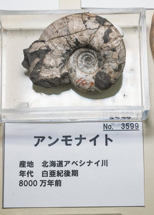 白亜紀から現代に残されたアンモナイトの化石