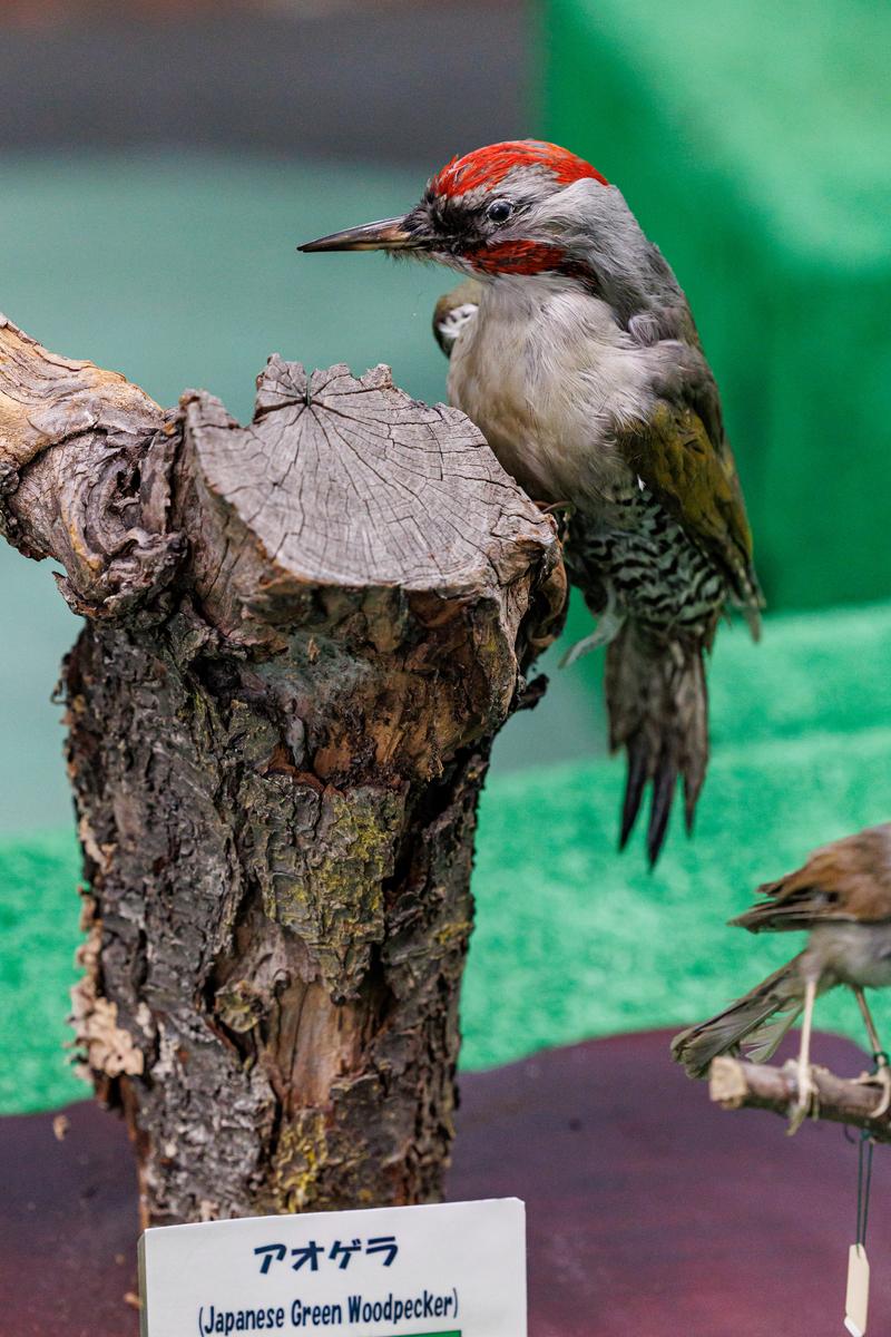 赤い頭部が特徴のアオゲラが枯れ木の上に止まっている剥製の写真
