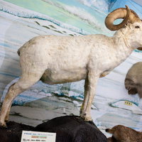 大きな角と強靭な体を持つアラスカドールシープの剥製の写真