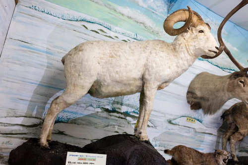 大きな角と強靭な体を持つアラスカドールシープの剥製