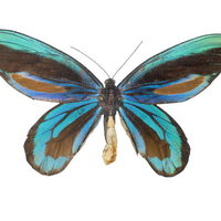 アレキサンドラトリバネアゲハ（ニューギニア）オスの標本の写真