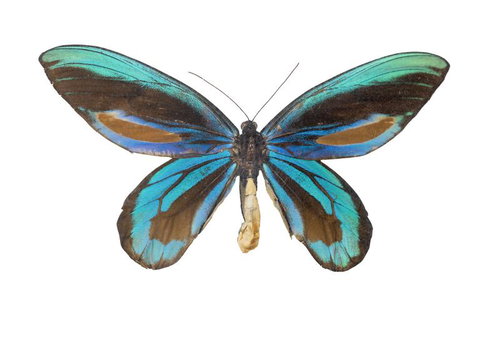 アレキサンドラトリバネアゲハ（ニューギニア）オスの標本