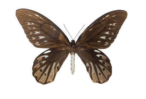 アレキサンドラトリバネアゲハ（ニューギニア）メスの標本