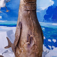 大きな体と分厚い皮膚のアザラシの剥製の写真