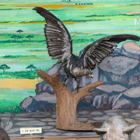 ベンガルハゲワシの翼を広げた姿の剥製の写真