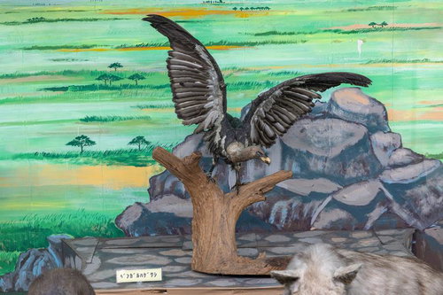 ベンガルハゲワシの翼を広げた姿の剥製