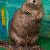 水辺の風景と調和するビーバーの剥製の写真