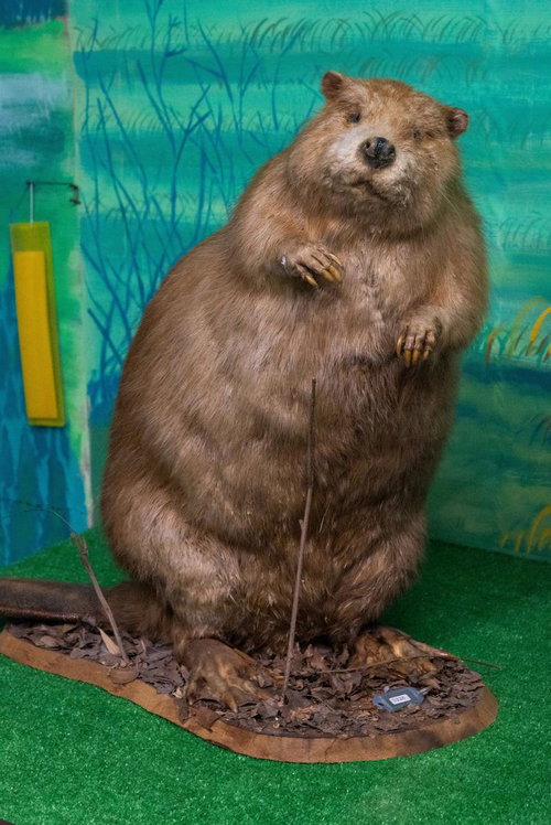 水辺の風景と調和するビーバーの剥製