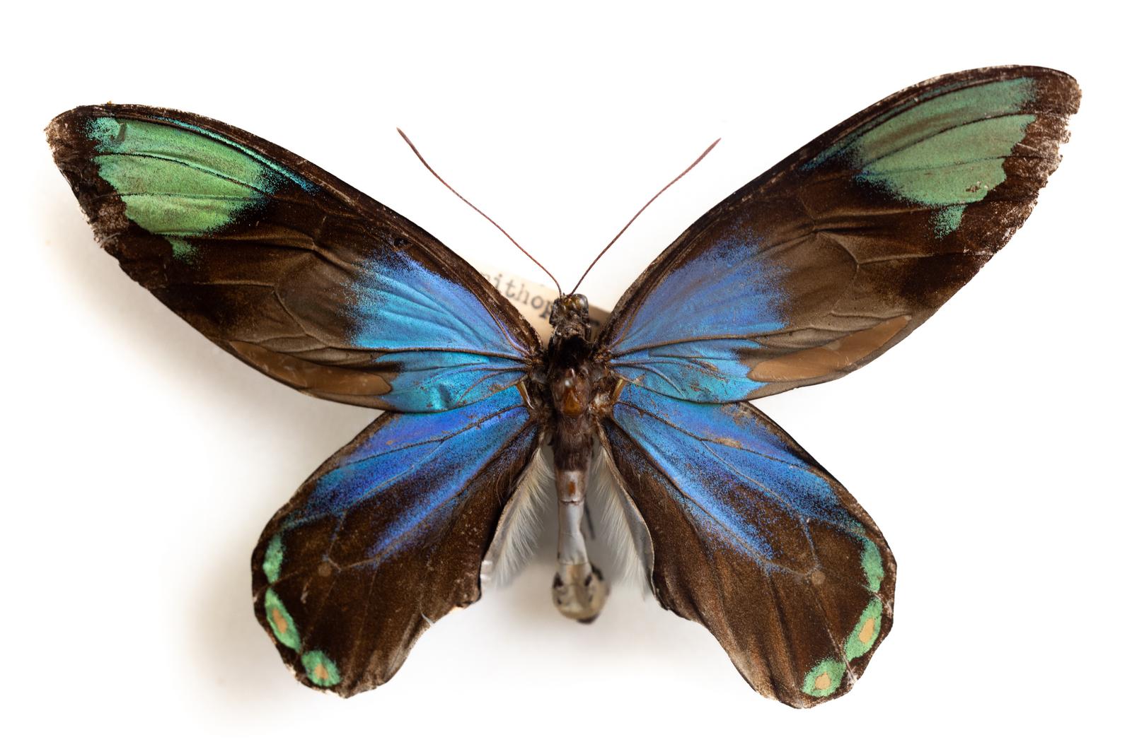 青と緑の鮮やかな翅を持つビクトリアレギナトリバネアゲハの標本