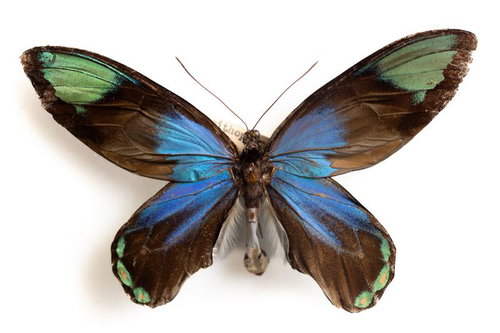 青色と緑色が鮮やかな模様を持つビクトリアレギナトリバネアゲハの標本