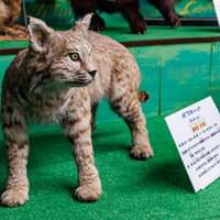 鋭い黄色の眼と短い尾のボブキャットの剥製の写真