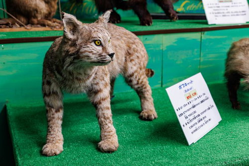鋭い黄色の眼と短い尾のボブキャットの剥製