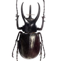 三又の角が象徴するボルネオオオカブト（ボルネオ）オスの標本の写真