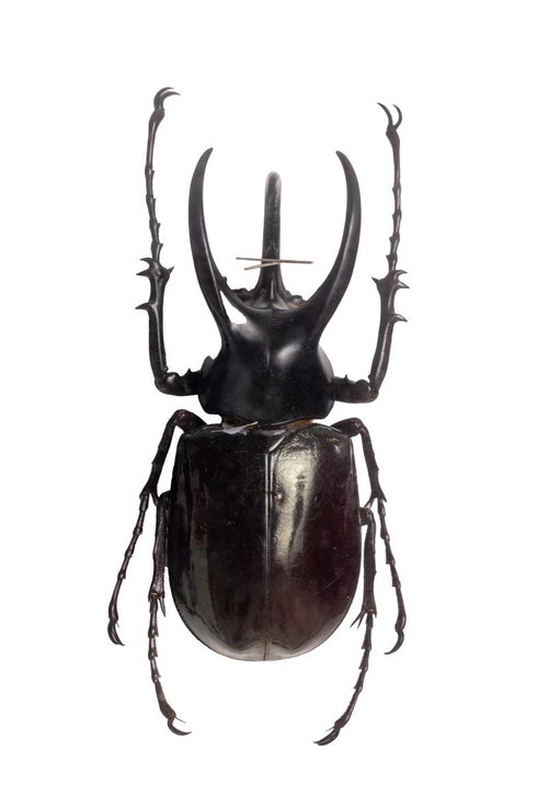 三又の角が象徴するボルネオオオカブト（ボルネオ）オスの標本