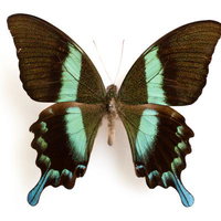 エメラルドグリーンと黒のコントラストが魅力的なブルーメイアゲハ（セレベス）の標本の写真