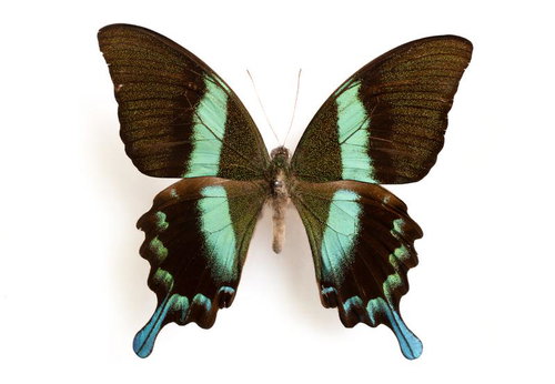 エメラルドグリーンと黒のコントラストが魅力的なブルーメイアゲハ（セレベス）の標本