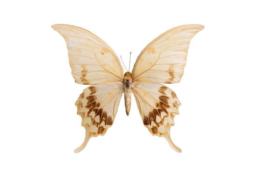 エバンアゲハ（ヒマラヤ）メスの標本