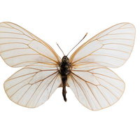 エゾシロチョウのオスの標本の写真