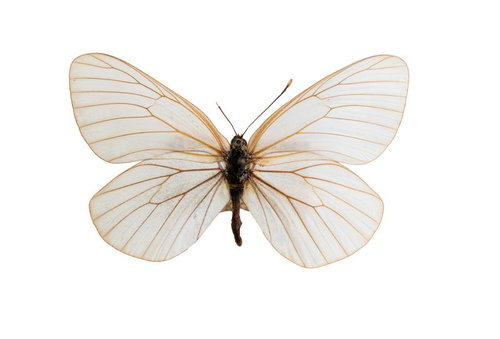 エゾシロチョウのオスの標本