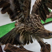 翼を広げた迫力あるガラパゴスノスリの剥製の写真