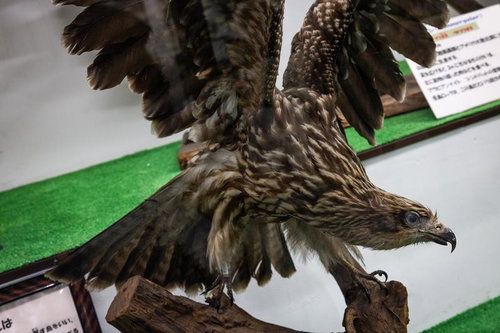 翼を広げた迫力あるガラパゴスノスリの剥製