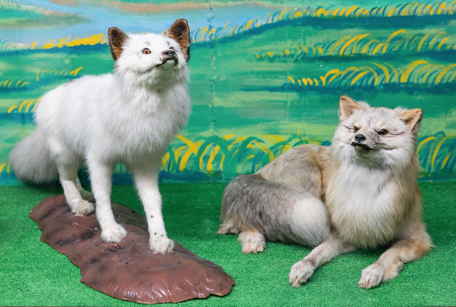 キツネの剥製の写真素材 - フリー素材ぱくたそ